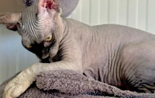 alergia gato egipcio sphynx