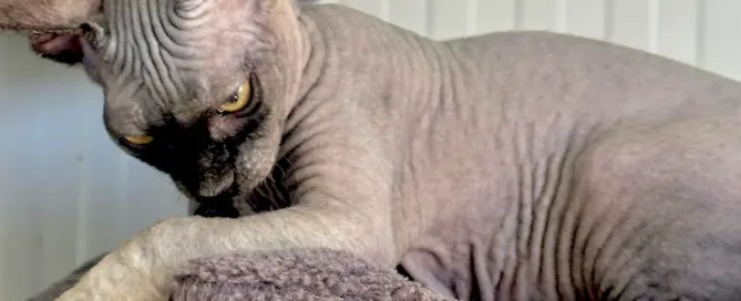 alergia gato egipcio sphynx