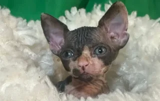 Gato Sphynx recibiendo cuidados de higiene para su piel sin pelo