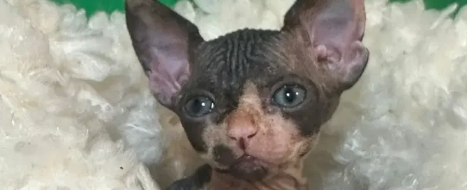Gato Sphynx recibiendo cuidados de higiene para su piel sin pelo