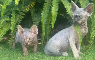 introducir gatito a gato adulto
