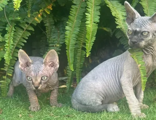 Cómo introducir un Gatito a un Gato Adulto: Presentar Paso a Paso