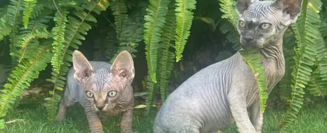 introducir gatito a gato adulto